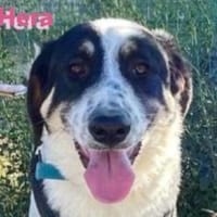 Hera - freundlich und menschenbezogen, Hündin zur Adoption