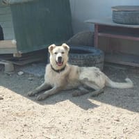 Teddy sucht besondere Menschen, Hund zur Adoption