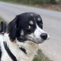 Hermes - Wirbelwind sucht Landeplatz, Hund zur Adoption