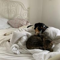 Lasse, Allroundtalent, 2J in 34128, Hund zur Adoption