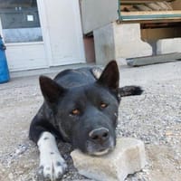 American Akita Wednesday, Hündin zur Adoption