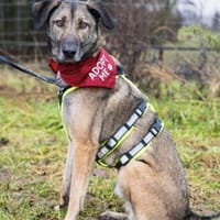 Anouk - Hund mit Herz sucht Mensch mit V, Hund zur Adoption