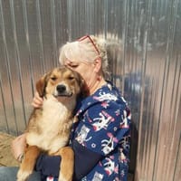 🐾❤ JULIA PASARICA, ca.45/48cm, Hündin zur Adoption