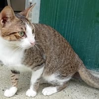 CALIGNIO, chat à adopter