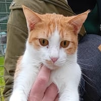 MABAWA, chat à adopter