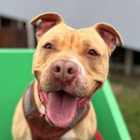 GAYA, chienne à adopter