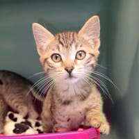 BACHATA, chatte à adopter