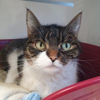 CANAILLE CHA, chatte à adopter