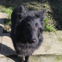 LOUPIOT VAA, chien à adopter