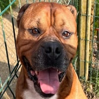 Malo, chien à adopter