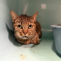 ophelie, chatte à adopter