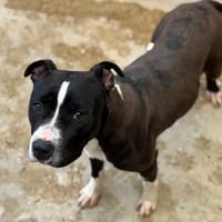 OHANA VAA, chienne à adopter