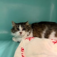 frimousse, chatte à adopter