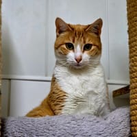 Ginger, chatte à adopter
