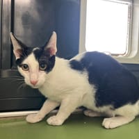 M'Biti, chat à adopter