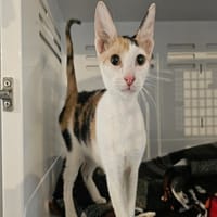 NAIRA, chatte à adopter