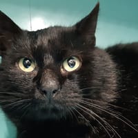 Kito (réservé), chat à adopter