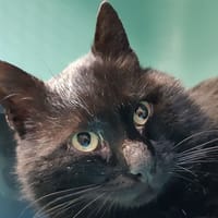 Kito (réservé), chat à adopter