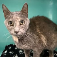 BAGERA, chatte à adopter