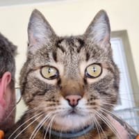 Peaky, chat à adopter