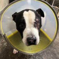 EDUARDO recherche Famille relais, chien à adopter