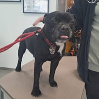 MAGNUM, chien à adopter