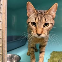 noe, chat à adopter