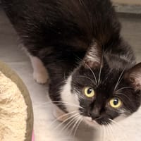 BROOK, chatte à adopter