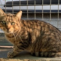 ZELO, chat à adopter