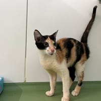 Lilas, chatte à adopter