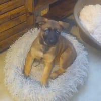 MULLI, chienne à adopter