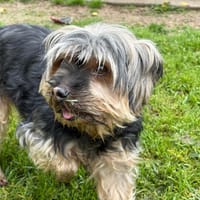 IAKO, chien à adopter