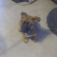 LIXO, chienne à adopter