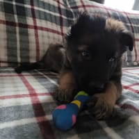 BASU, chien à adopter