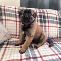 BIN, chien à adopter