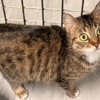 NAMI, chatte à adopter