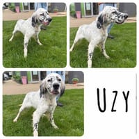 Usy, chienne à adopter