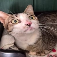 BENI, chat à adopter