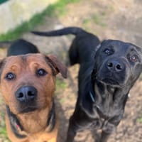 OAA19948 HERA, chienne à adopter