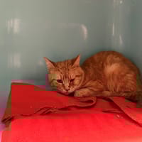 GARFIELD, chat à adopter