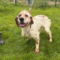 Rita, chienne à adopter