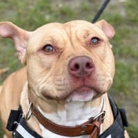 LUNA, chienne à adopter