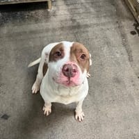 DANY, chien à adopter