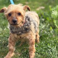 GABIN, chien à adopter