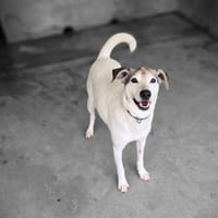 ALPHA OAA19953, chien à adopter