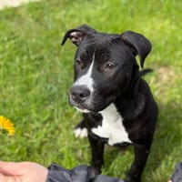 KING VAA, chien à adopter