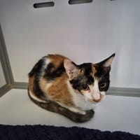 KIRIA (réservée), chatte à adopter