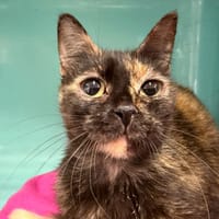 echo, chatte à adopter