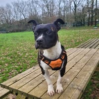 ORIA, chienne à adopter