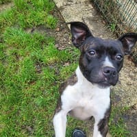 ORIA, chienne à adopter
